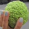 Sementes de Laranjeira-de-osage (Maclura pomifera)