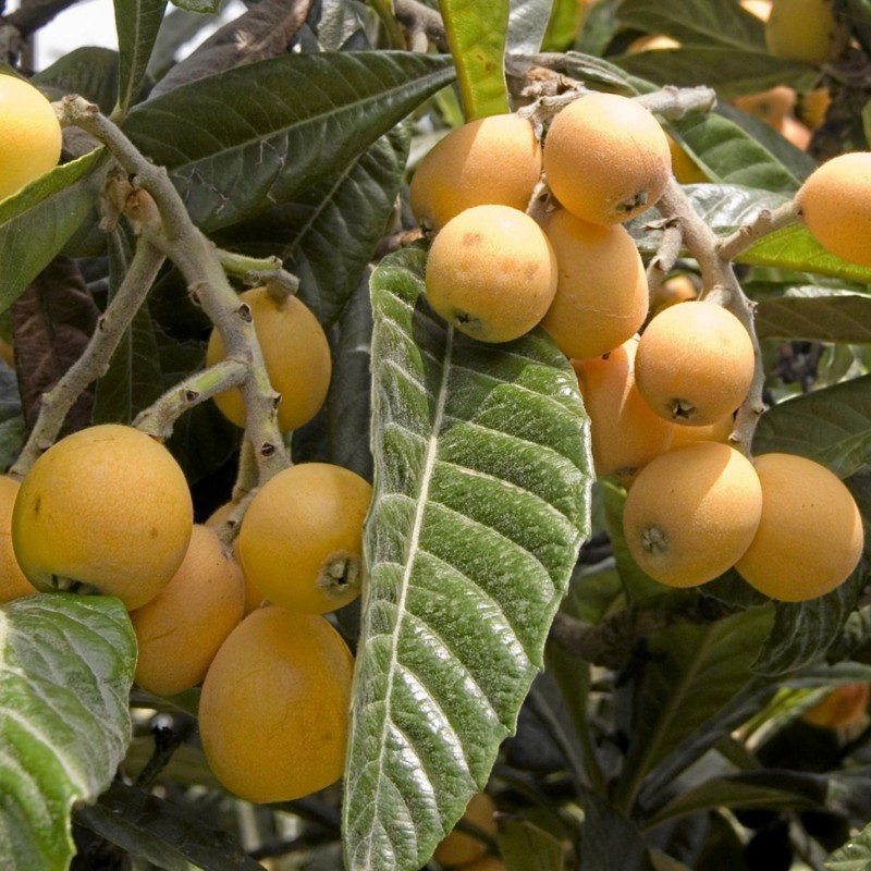 Graines Néflier du Japon ou Bibacier | 4,50 €