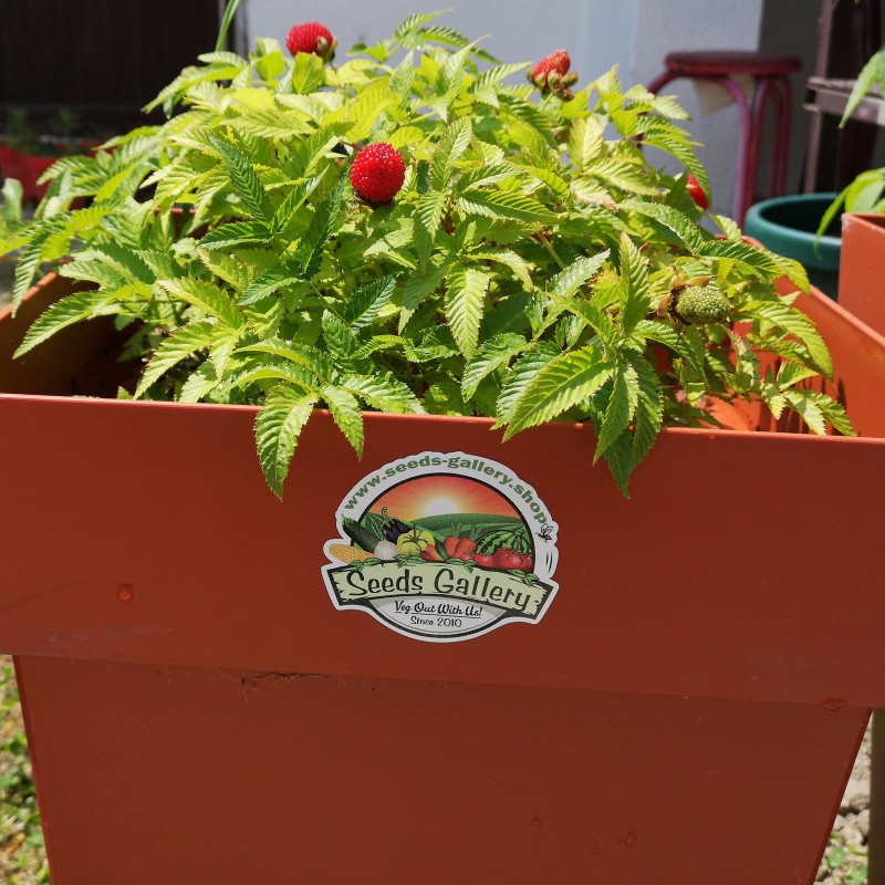 Price: €1.95 - Balloon Berry, Strawberry Raspberry Seeds - Seeds Gallery
