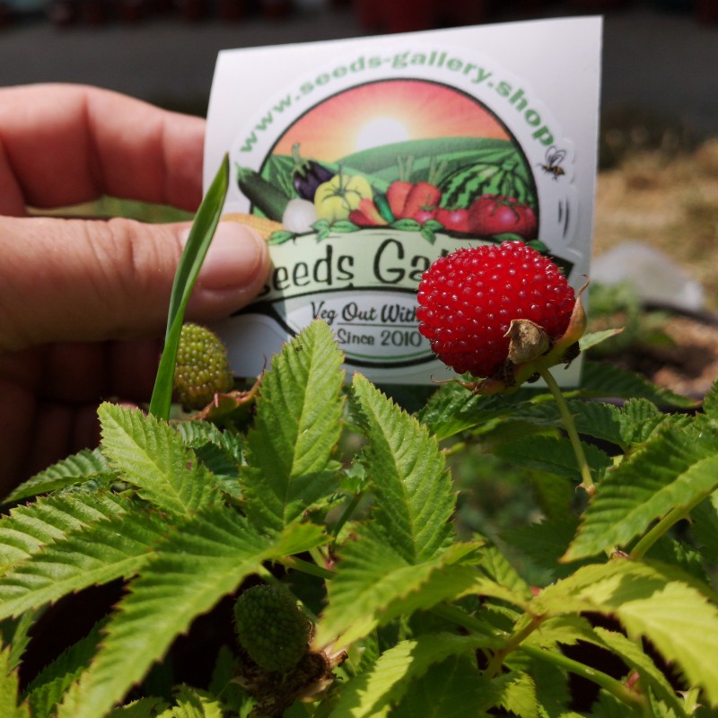 Price: €1.95 - Balloon Berry, Strawberry Raspberry Seeds - Seeds Gallery