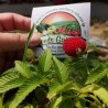Price: €1.95 - Balloon Berry, Strawberry Raspberry Seeds - Seeds Gallery