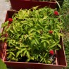 Price: €1.95 - Balloon Berry, Strawberry Raspberry Seeds - Seeds Gallery