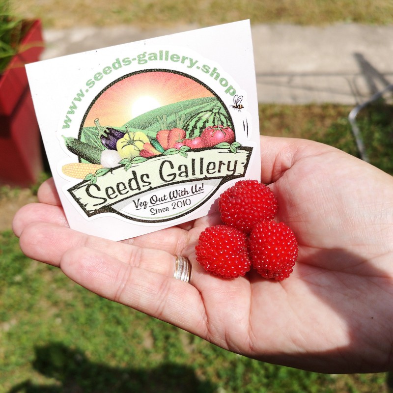 Price: €1.95 - Balloon Berry, Strawberry Raspberry Seeds - Seeds Gallery