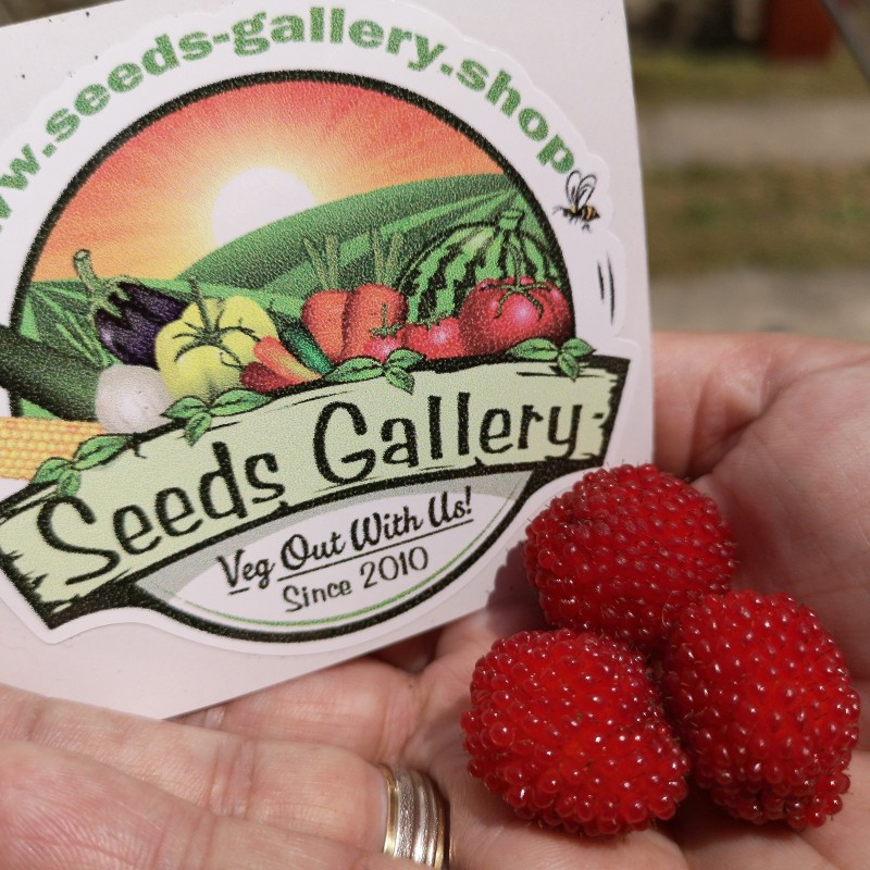 Price: €1.95 - Balloon Berry, Strawberry Raspberry Seeds - Seeds Gallery
