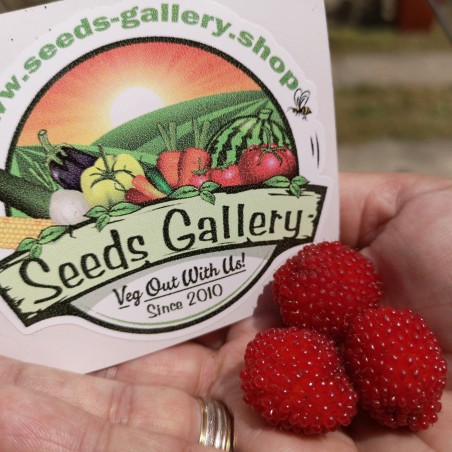 Price: €1.95 - Balloon Berry, Strawberry Raspberry Seeds - Seeds Gallery