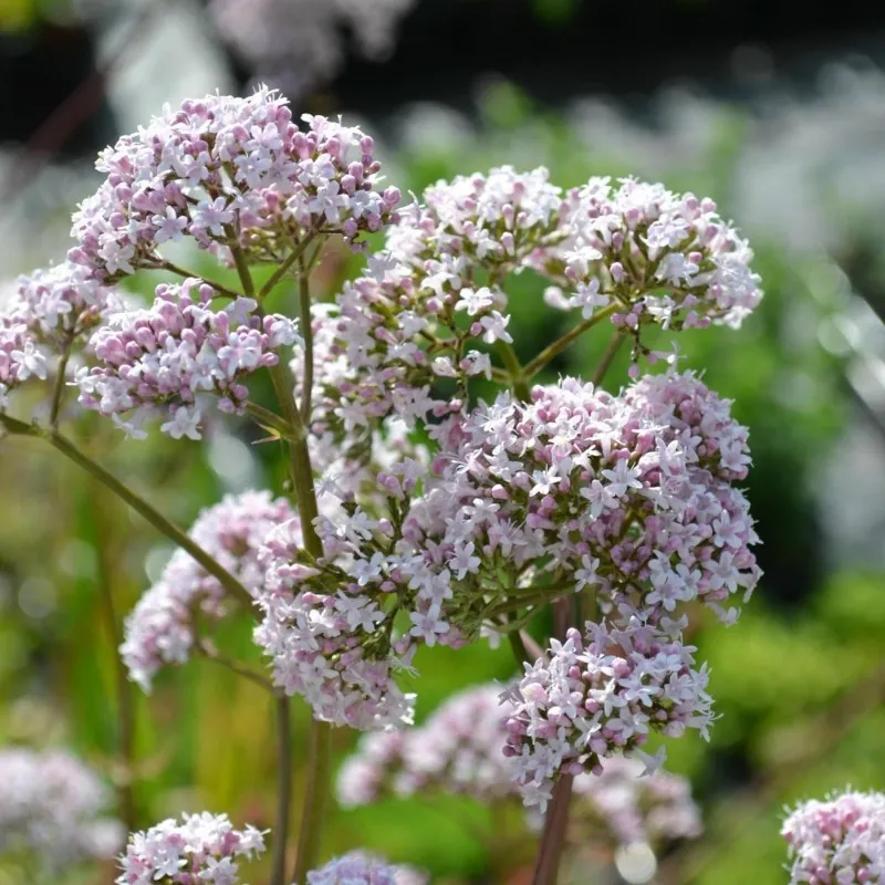 Valerijana Seme Najlekovitija biljka (Valeriana officinalis)