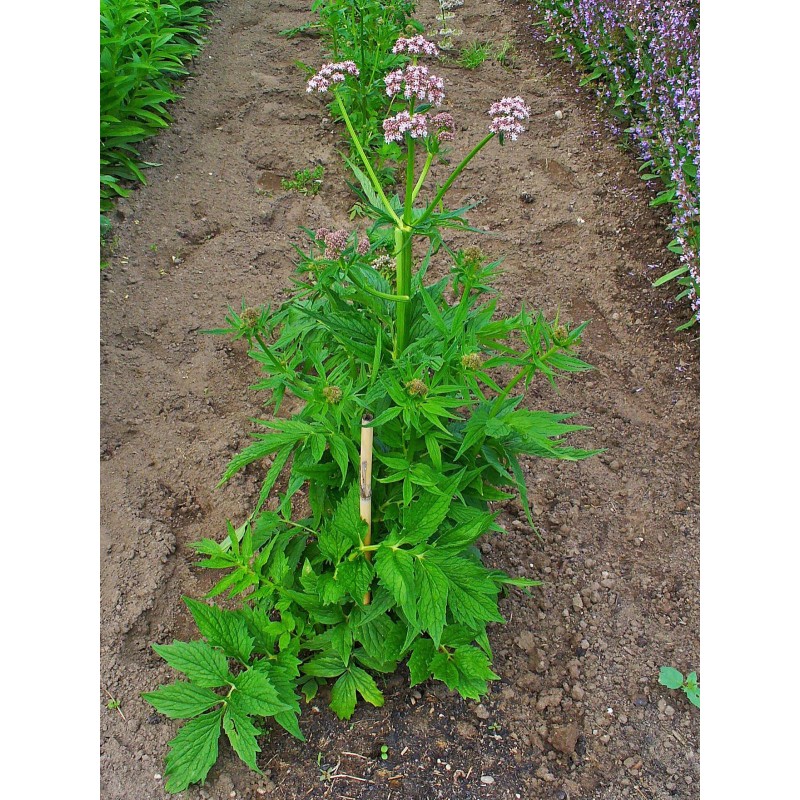 Σπόροι Βαλεριάνα (Valeriana officinalis) φαρμακευτικού φυτού