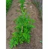 Valerian Seeds - medicinal plant (Valeriana officinalis)