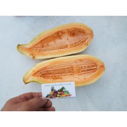Exotic Melon Banana Seeds - Organic Cantaloupe