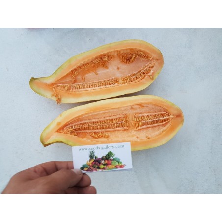 Price: €2.15 - Semillas de banano melón - Seeds Gallery