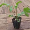 Semi di Valeriana officinalis - pianta medicinale