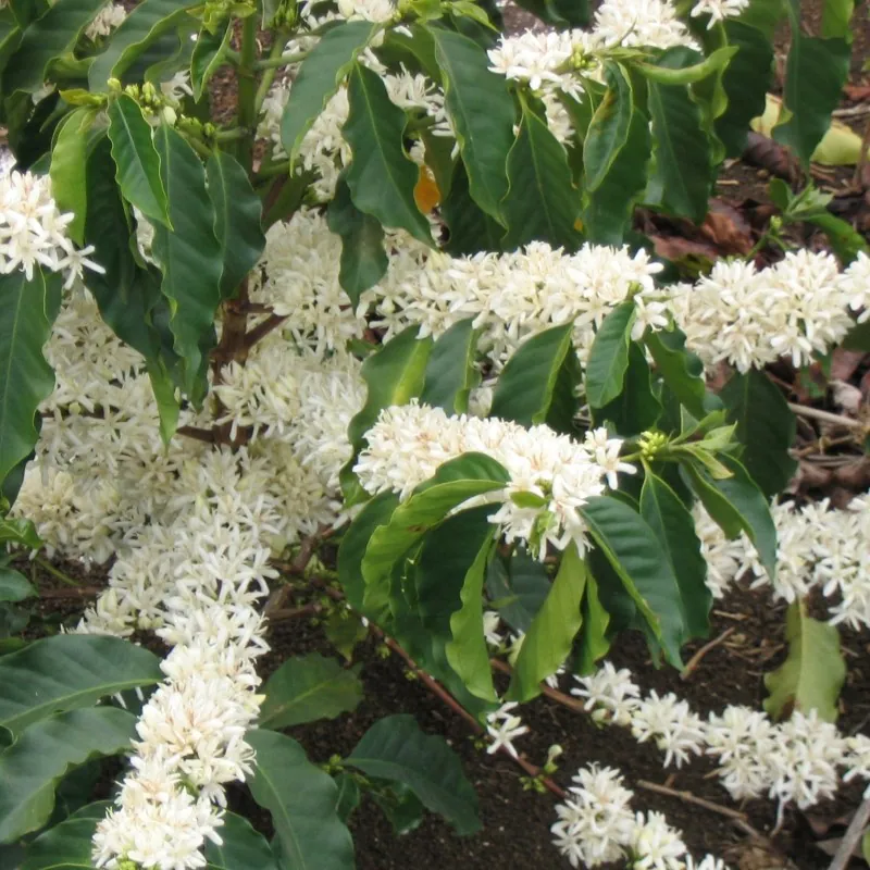 Semillas de cafeto arábigo (Coffea arabica)