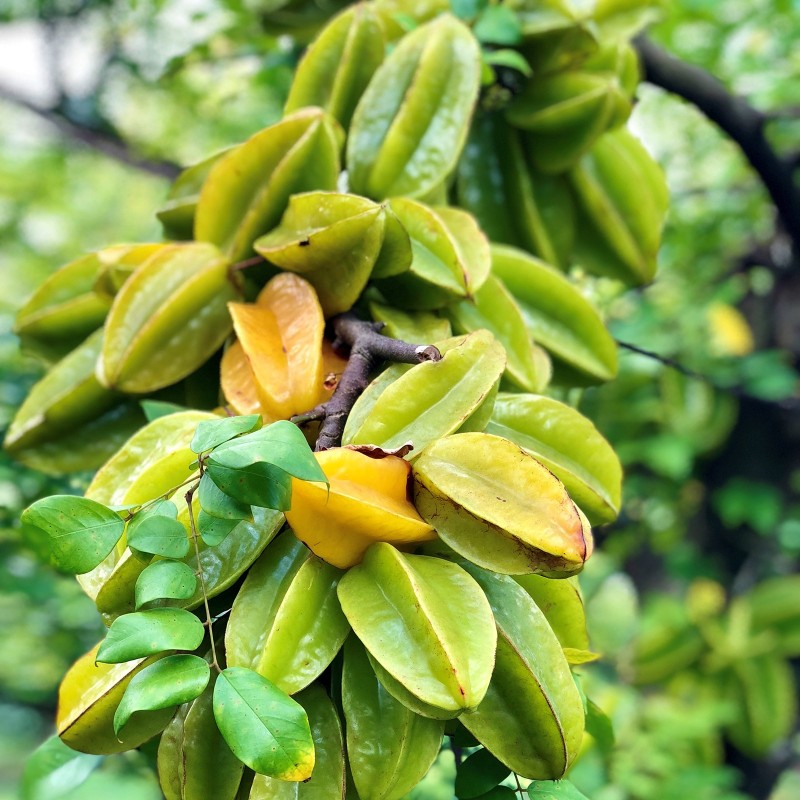 Semillas Averroha carambola Fruta Estrella