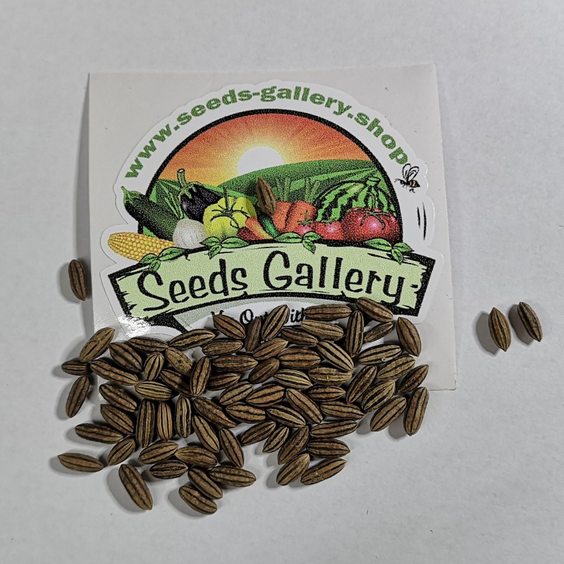 Price: €2.55 - Graines de Olivier de Bohême (Elaeagnus angustifolia) - 