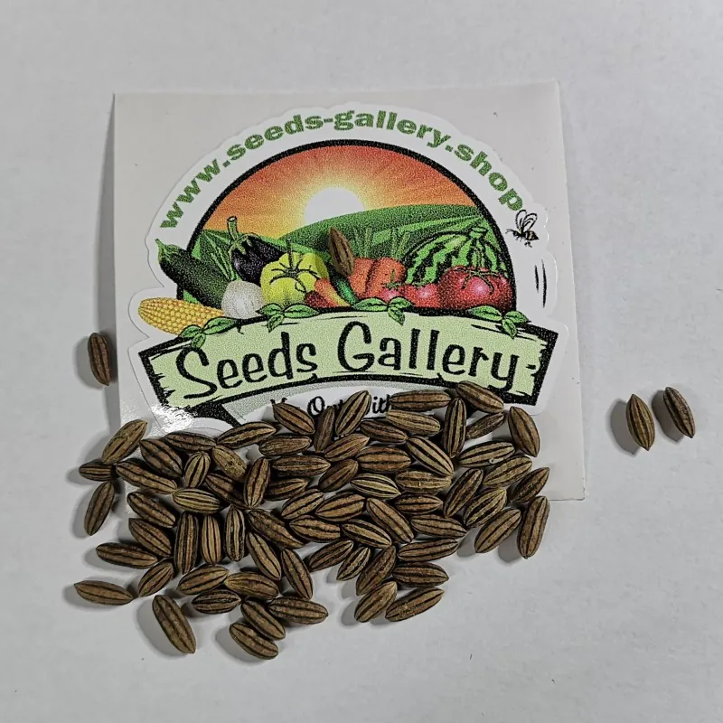 Silverberry Russian Olive seeds (Elaeagnus angustifolia)