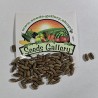 Price: €2.55 - Graines de Olivier de Bohême (Elaeagnus angustifolia) - 