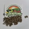 Silverberry Russian Olive seeds (Elaeagnus angustifolia)