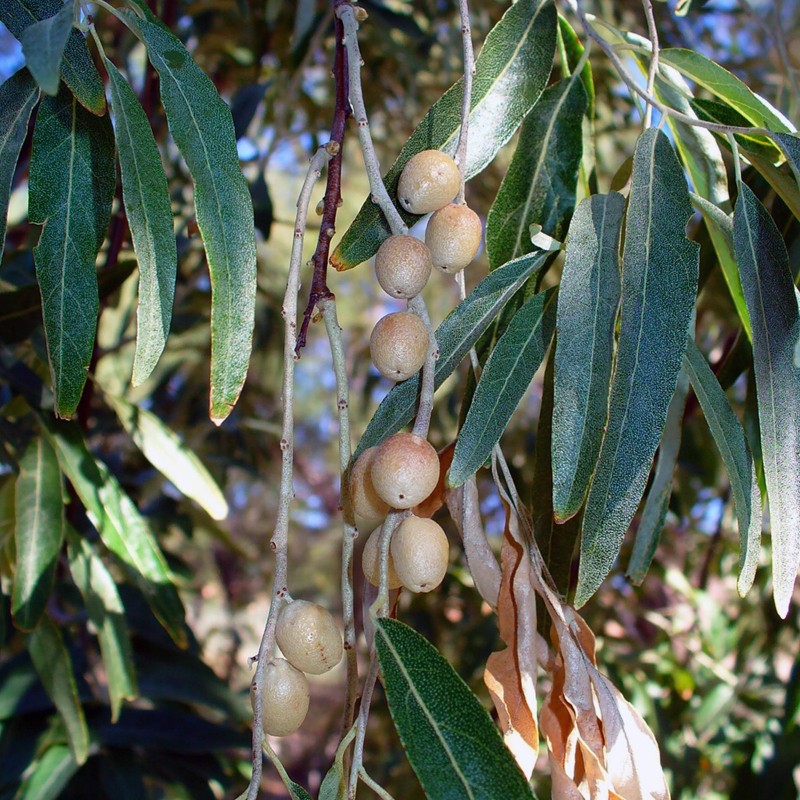 Price: €2.55 - Graines de Olivier de Bohême (Elaeagnus angustifolia) - 