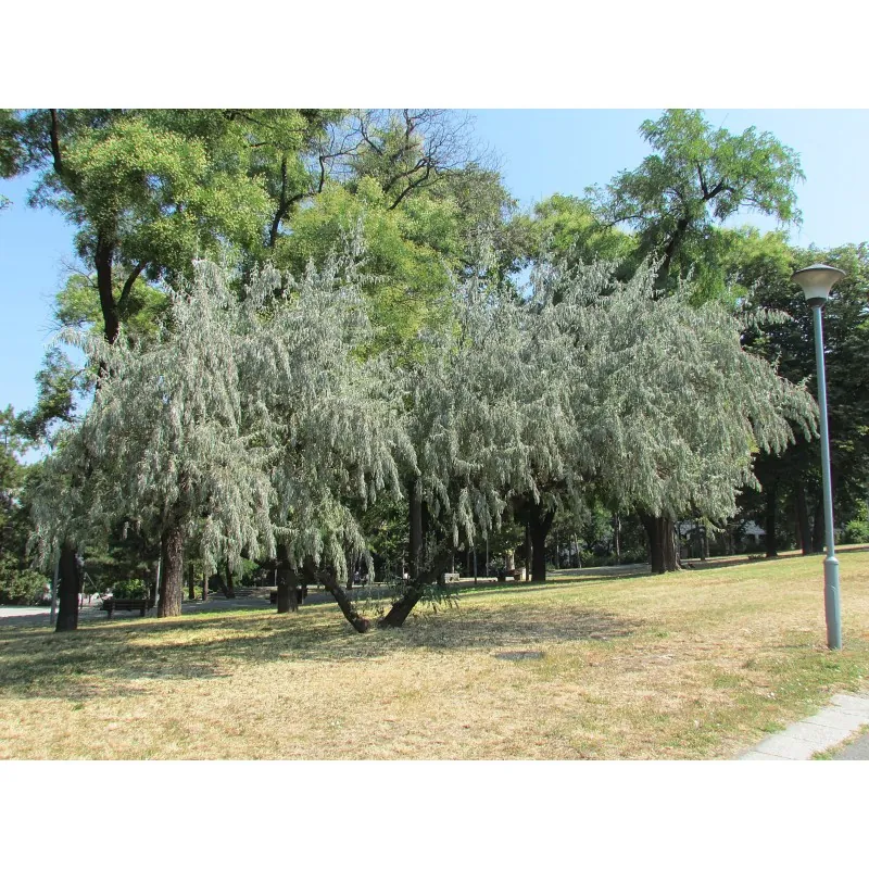 Silverberry Russian Olive seeds (Elaeagnus angustifolia)