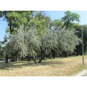 Price: €2.55 - Graines de Olivier de Bohême (Elaeagnus angustifolia) - 