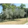 Silverberry Russian Olive seeds (Elaeagnus angustifolia)