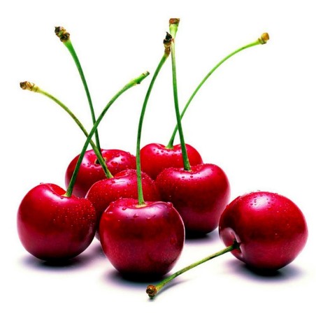 Serbischen Morello Kirsch Samen (Prunus cerasus)