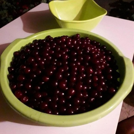 Serbischen Morello Kirsch Samen (Prunus cerasus)