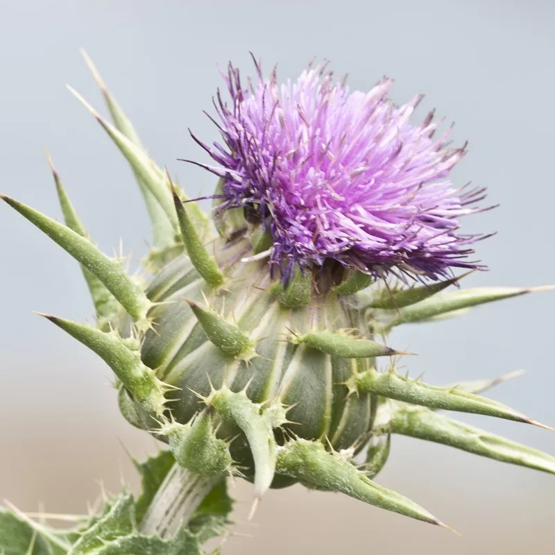 Gujina Trava Seme (Silybum marianum)