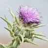 Semillas de Cardo Mariano (Silybum marianum)