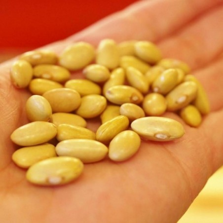 Price: €1.75 - Canario, Mayocoba, Peruano, Peruvian Bean seeds - Seeds Gallery