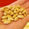 Price: €1.75 - Canario, Mayocoba, Peruano, Peruvian Bean seeds - Seeds Gallery