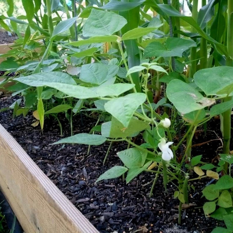 Price: €1.75 - Canario, Mayocoba, Peruano, Peruvian Bean seeds - Seeds Gallery