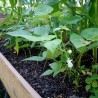 Price: €1.75 - Canario, Mayocoba, Peruano, Peruvian Bean seeds - Seeds Gallery