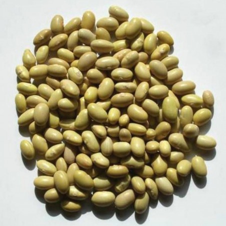 Price: €1.75 - Canario, Mayocoba, Peruano, Peruvian Bean seeds - Seeds Gallery