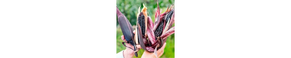 Nasiona kukurydzy | Nasiona Wysokiej Jakości | Exotic Seeds Shop