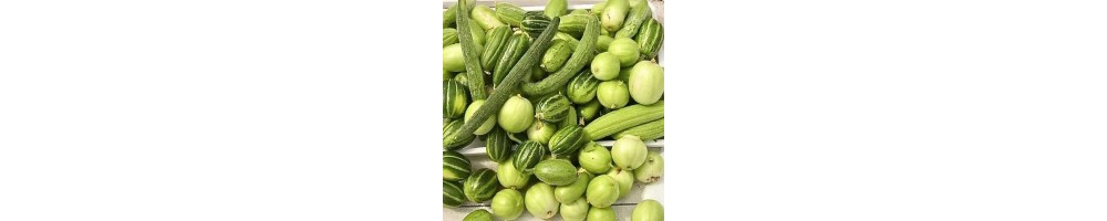 Nasiona Ogórka | Nasiona Wysokiej Jakości | Exotic Seeds Shop