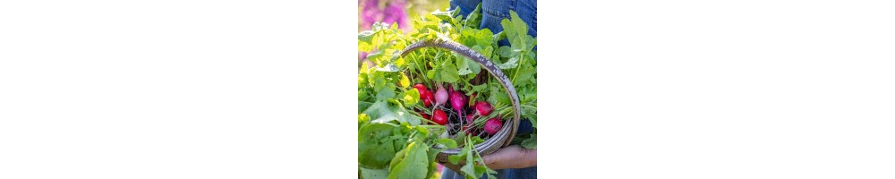 Nasiona Rzodkiewki | Nasiona Wysokiej Jakości | Exotic Seeds Shop