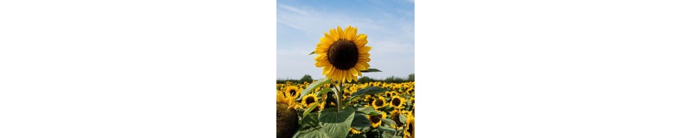 Rodzina słoneczników | Nasiona Wysokiej Jakości | Exotic Seeds Shop