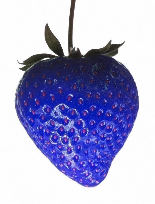 African Blue Strawberries Seeds | 4,50