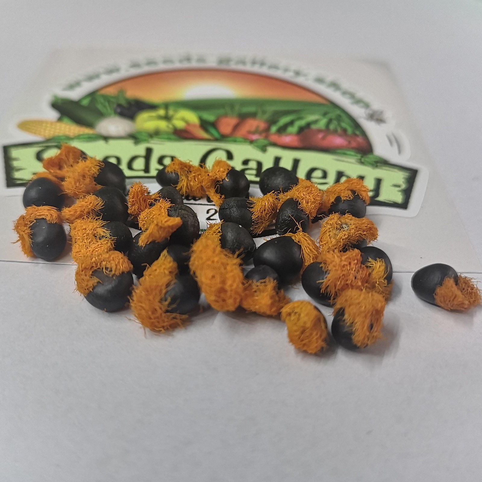 Orange Bird of Paradise Flower Seeds (Strelitzia reginae) | 2.45