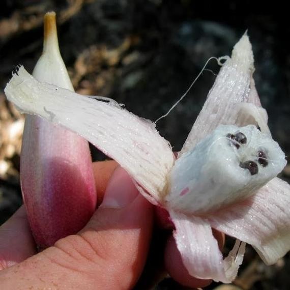 Plumiers Bromelie Samen (Bromelia karatas) | 2,95