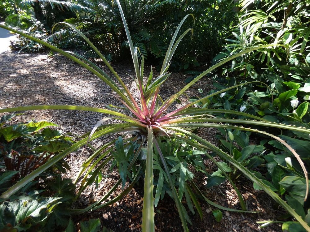 dracena deremensis janet craig Janet Craig Compacta – Air-Purifying Dracaena for Small Spaces – Bloombox  Club main image 0