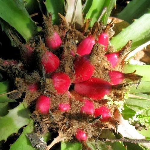 dracena nolina Nolina (Beaucarnea recurvata)  mit beeindruckendem Caudex  Secret Garden  Plant Shop