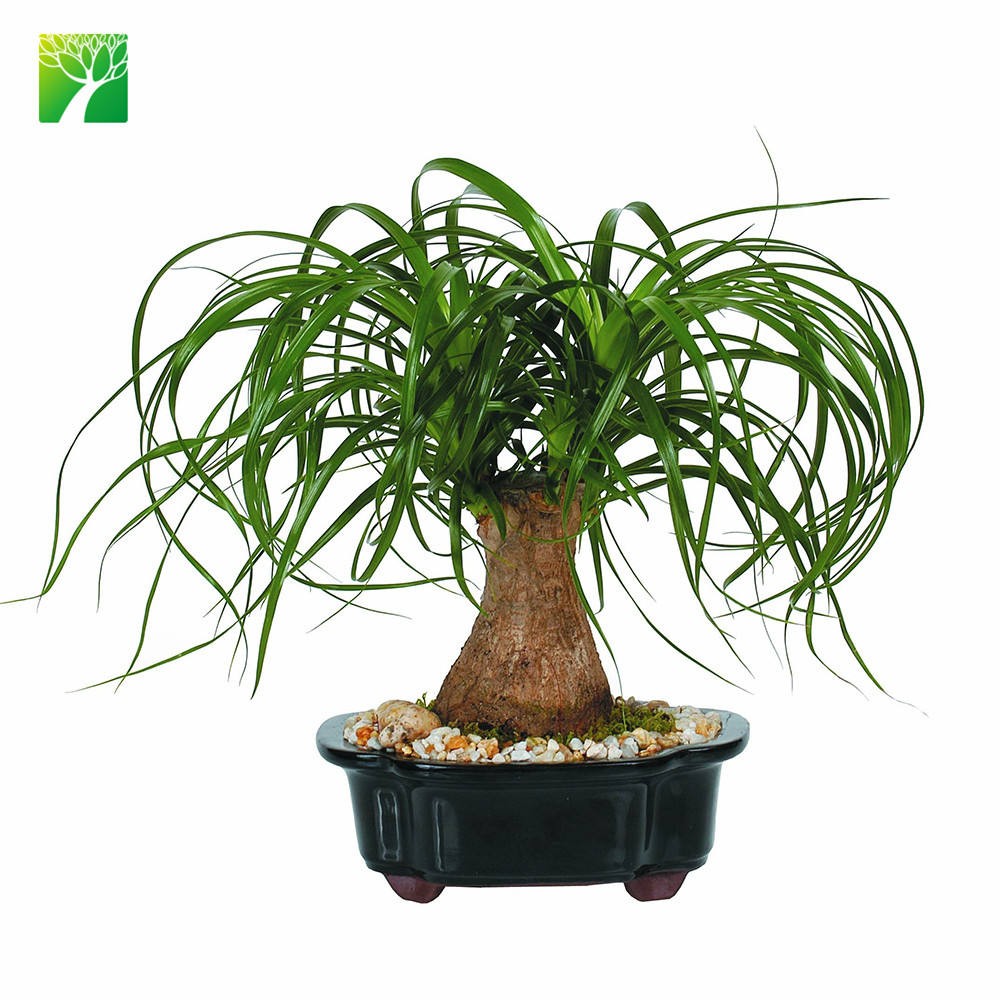 Ponytail palm seeds (Beaucarnea recurvata) | 1.95
