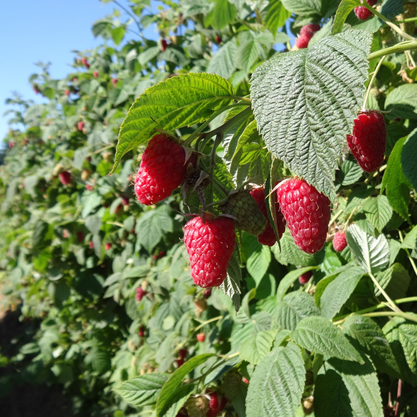 Giant Red Raspberries Giant Red Raspberry Seeds | β¬2.45 π³πΌπΈπΏπ±π