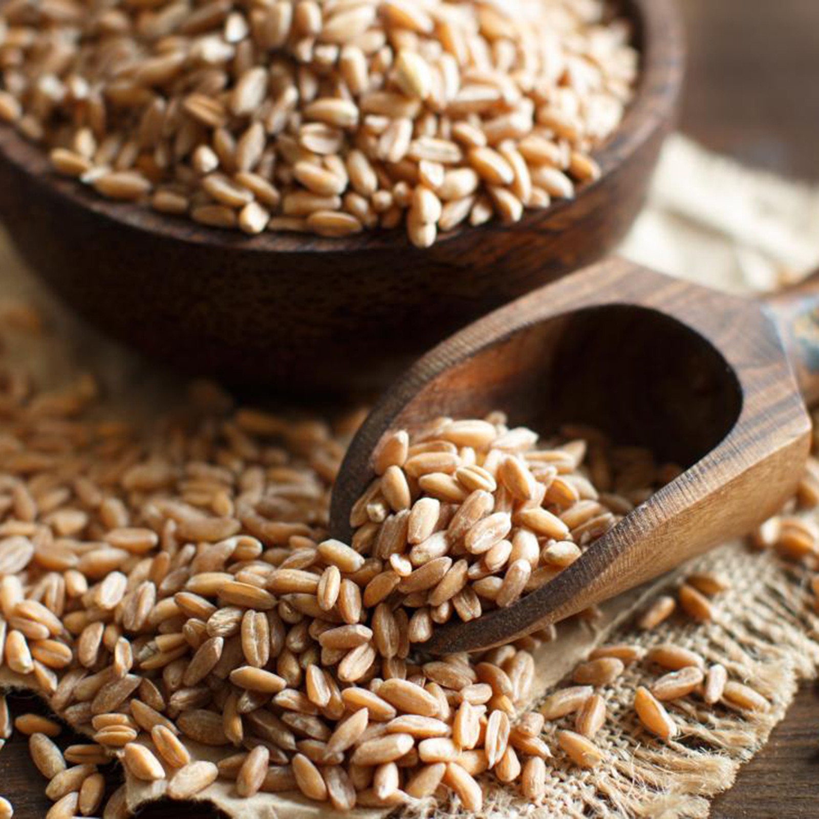 Dinkel, Spelz, Spelt, Fesen Samen (Triticum spelta) | 2,15