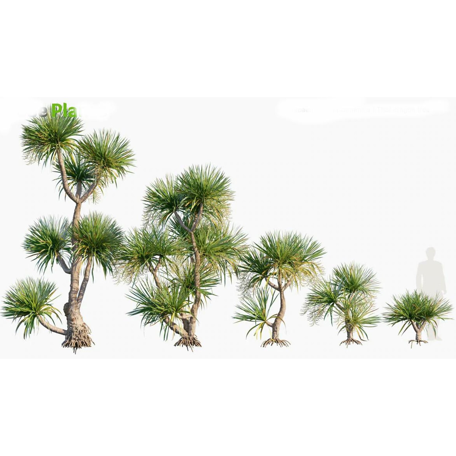 plante dracaena Dracaena marginata 10
