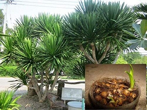 Thai Dragon Tree Seeds (Dracaena cochinchinensis) | 3.50