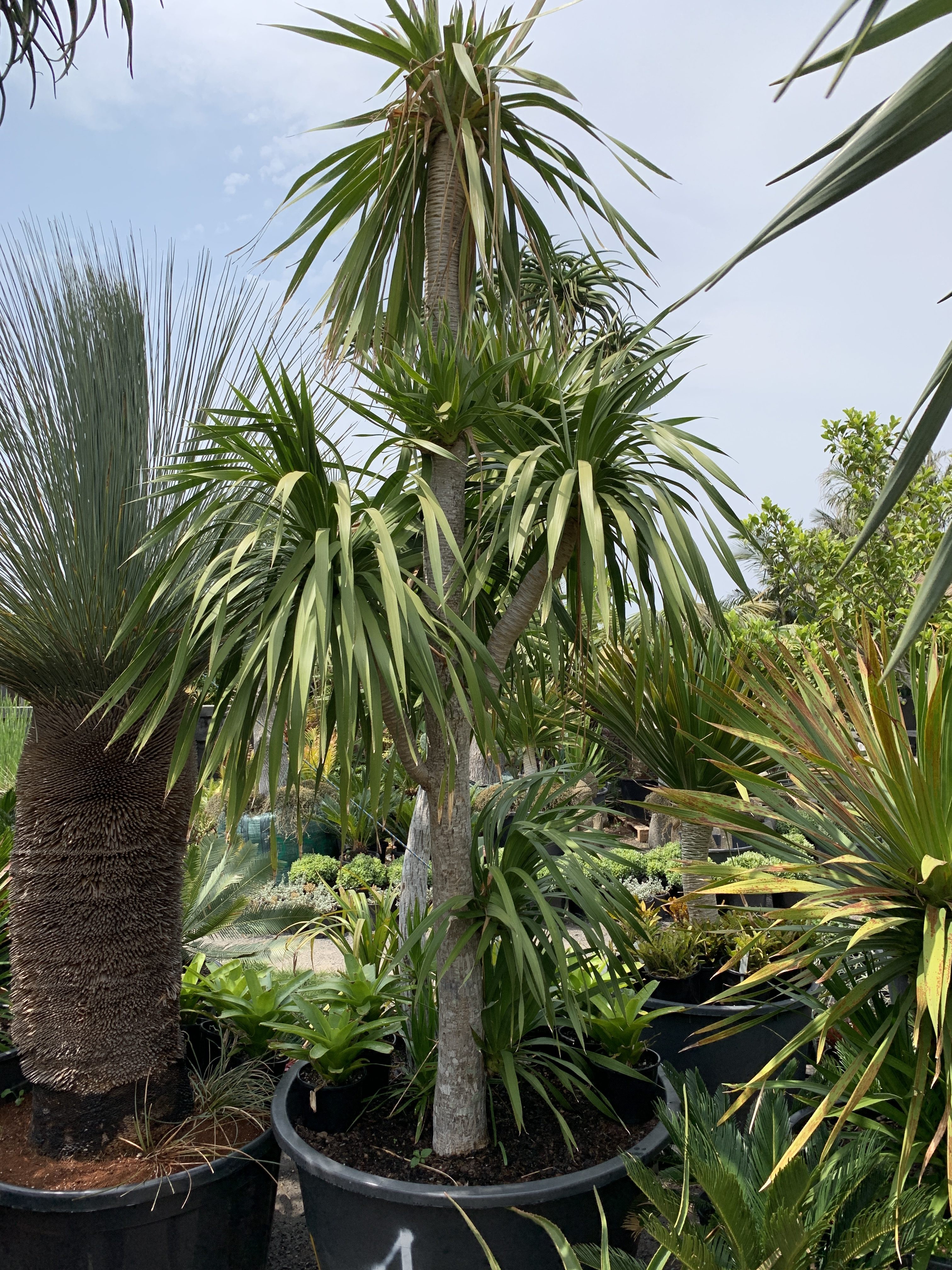 dracaena plant yellow leaves Dracaena 'Sol' staggered 10