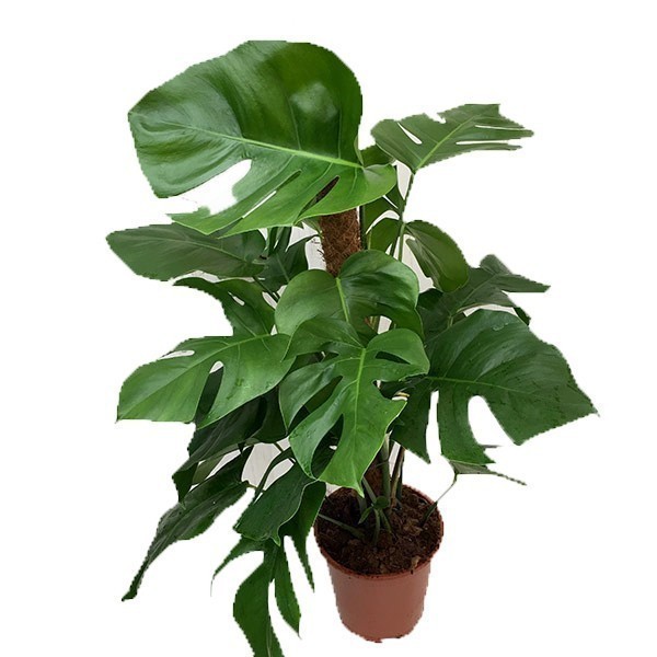 philodendron pastazanum pflege Philodendron pastazanum – ARIUM BOTANICALS